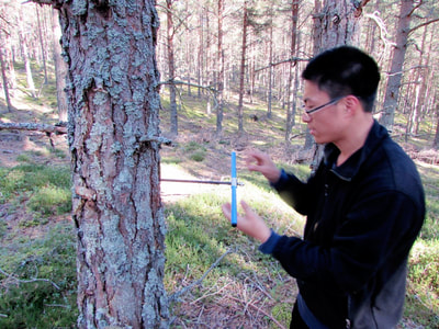 Sampling xylem with a tree corer for stable isotope analysis.