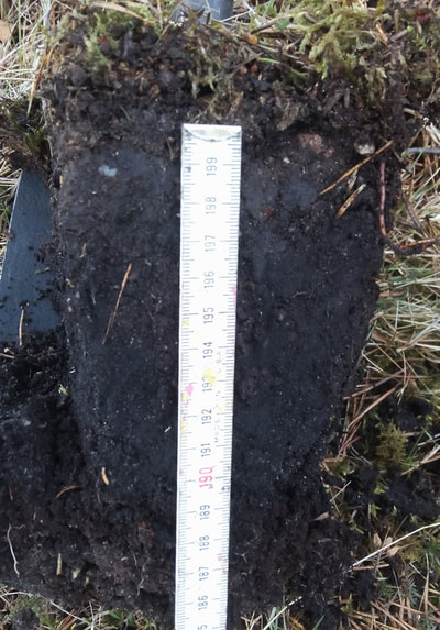Soil in the Bruntland Burn, sampled for stable isotope analysis of the soil waters